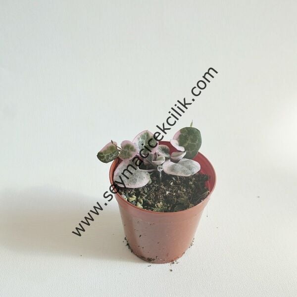 Ceropegia Linearis ssp. Woodii Variegata