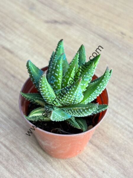 Haworthia Attenuata Variegata 5,5 cm lik saksı