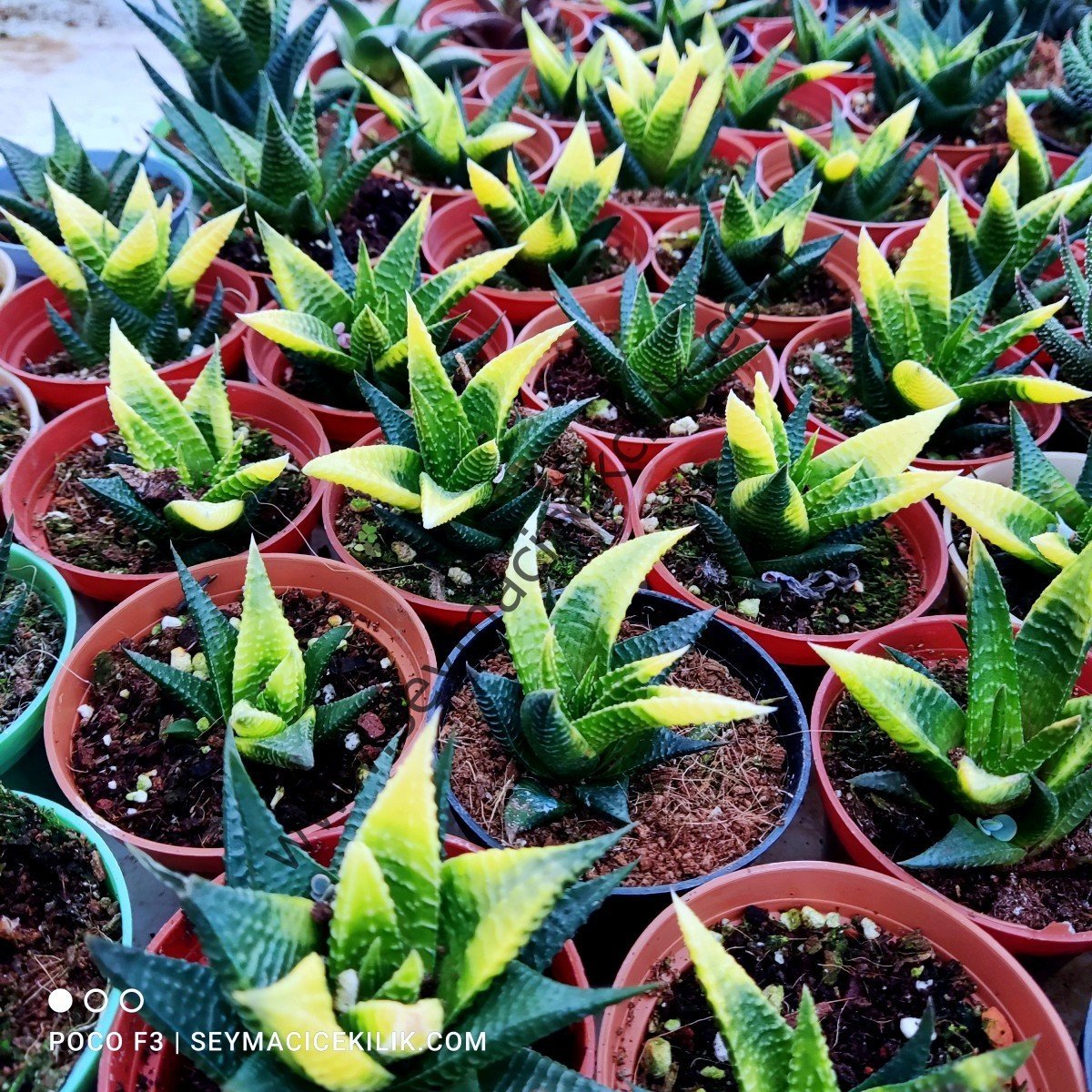 Haworthia variegata