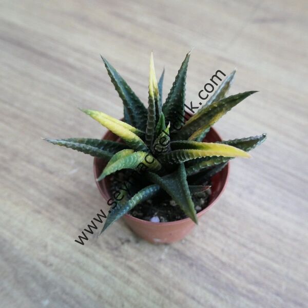 Haworthia variegata