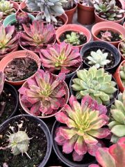 Aeonium Mardi Grass 6,7 cm lik saksıda