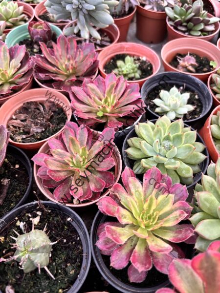 Aeonium Mardi Grass 6,7 cm lik saksıda