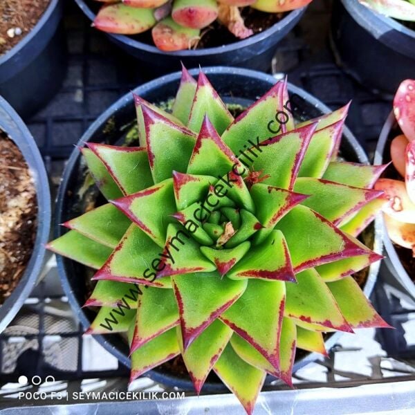 Echeveria Lipsitch- 12 cm lik saksıda