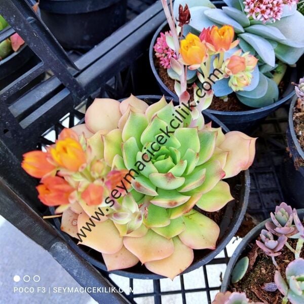 Echeveria Dondo ssp 12 cm lik saksıda