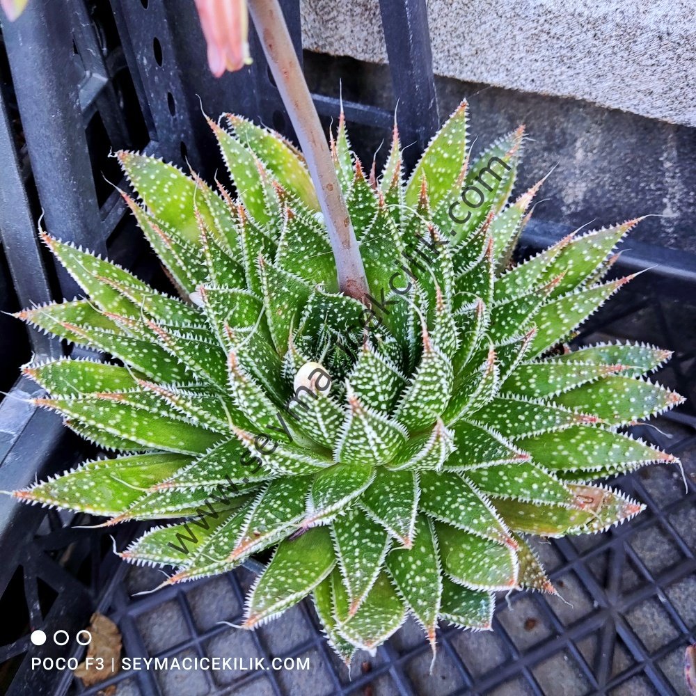 Aloe  ssp 12 cm lik saksıda