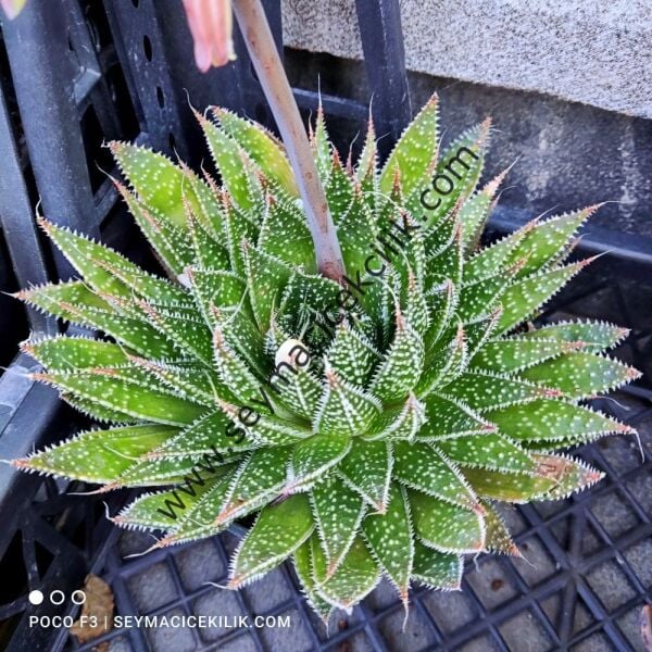 Aloe  ssp 12 cm lik saksıda