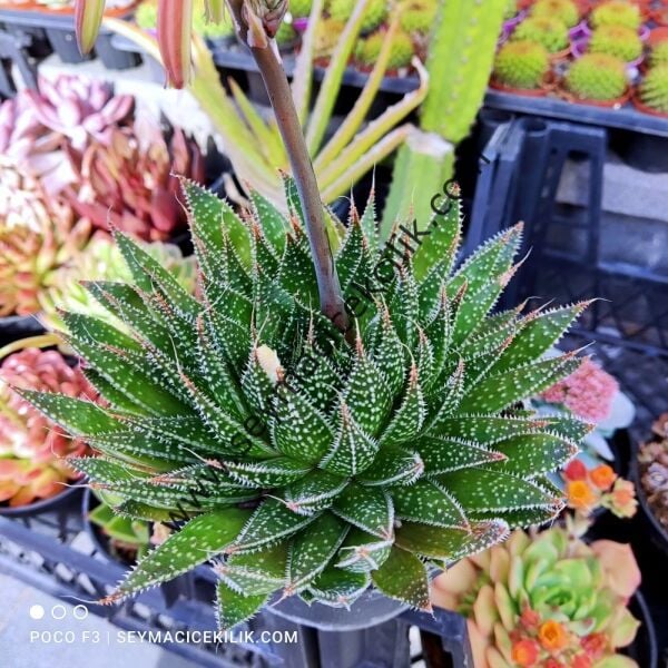 Aloe  ssp 12 cm lik saksıda