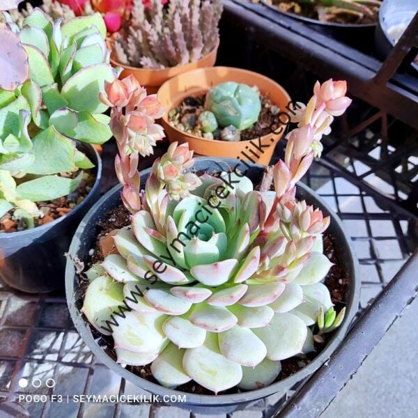 Echeveria Globulosa 12 cm lik saksıda