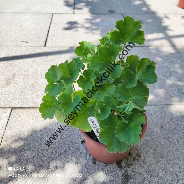 Sardunya- Anna Janet2-- Ücretsiz kargo