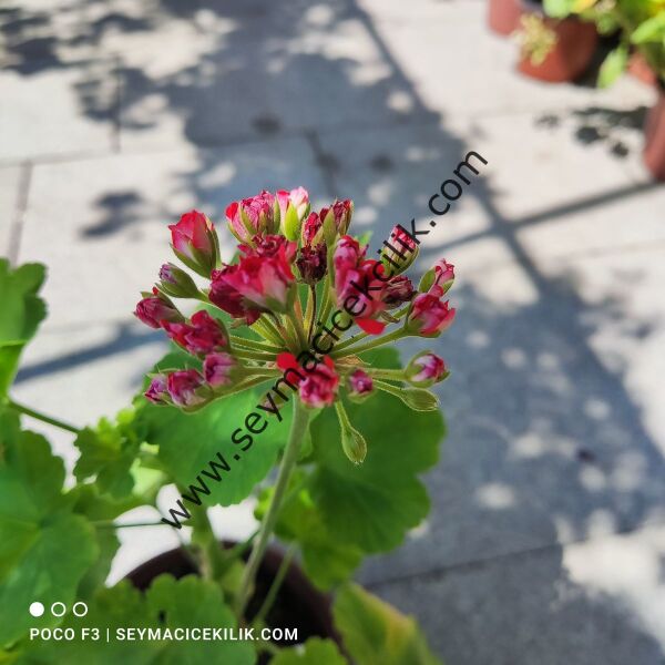 Sardunya - Pembe Kırmızı Gül sardunya-- Ücretsiz kargo