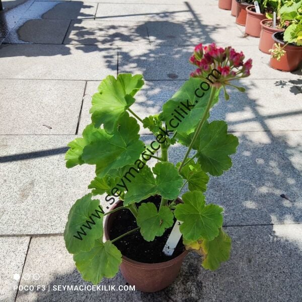 Sardunya - Pembe Kırmızı Gül sardunya-- Ücretsiz kargo