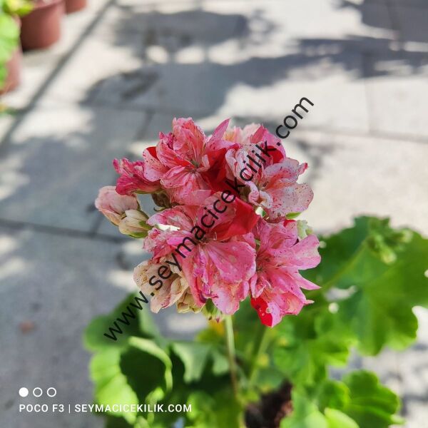 Sardunya - Taza Cous- Ücretsiz kargo