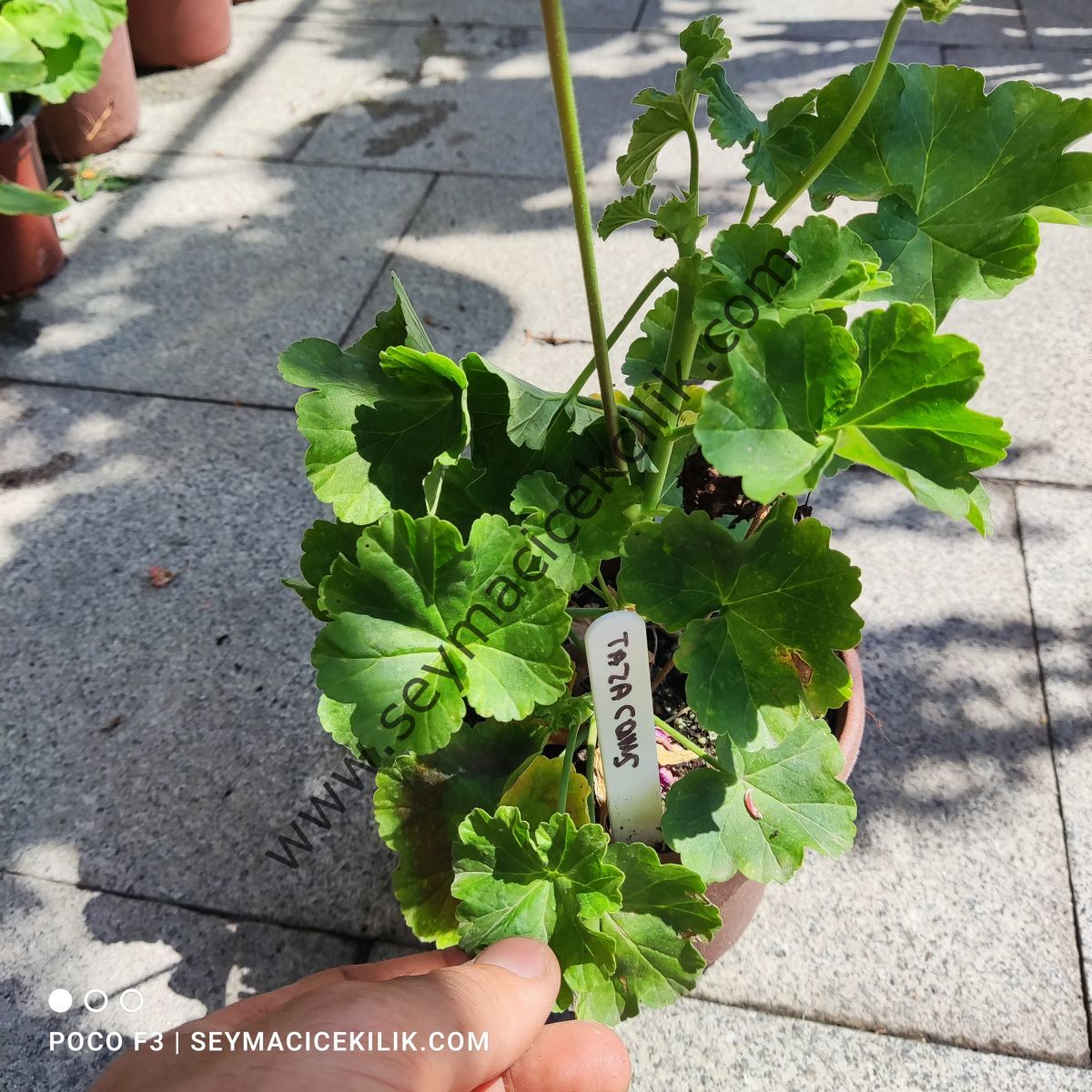 Sardunya - Taza Cous- Ücretsiz kargo