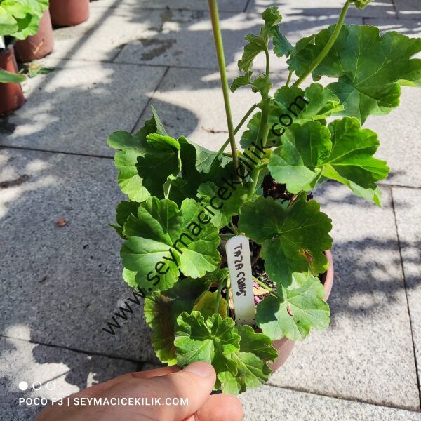 Sardunya - Kırmız Gül sardunya- Ücretsiz kargo