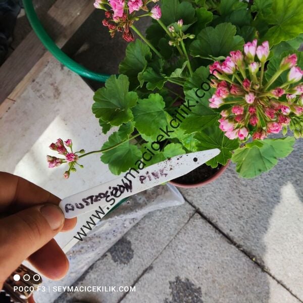 Sardunya - Pembe Gül sardunya- Ücretsiz kargo