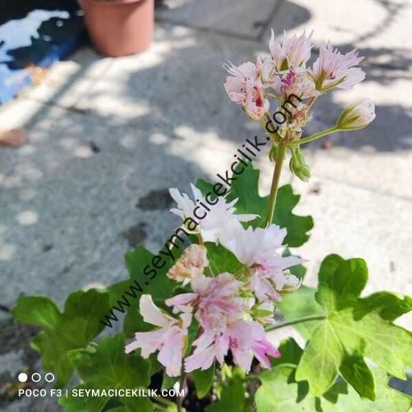 Sardunya - Pembe Beyaz Yıldız -Ücretsiz kargo