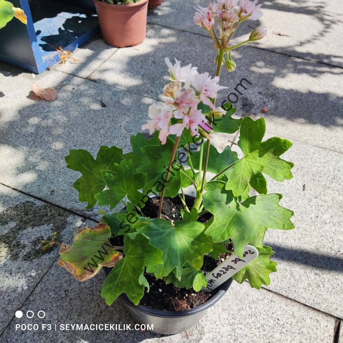 Sardunya - Pembe Beyaz Yıldız -Ücretsiz kargo