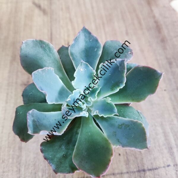Echeveria Blue Curls - 5,5 cm saksıda