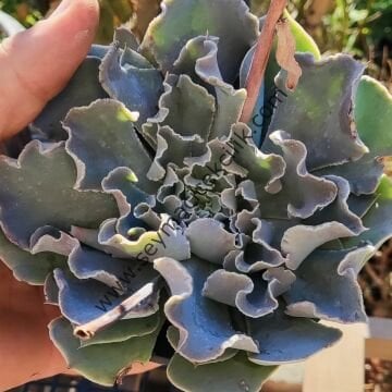 Echeveria Cheyenne 12 cm
