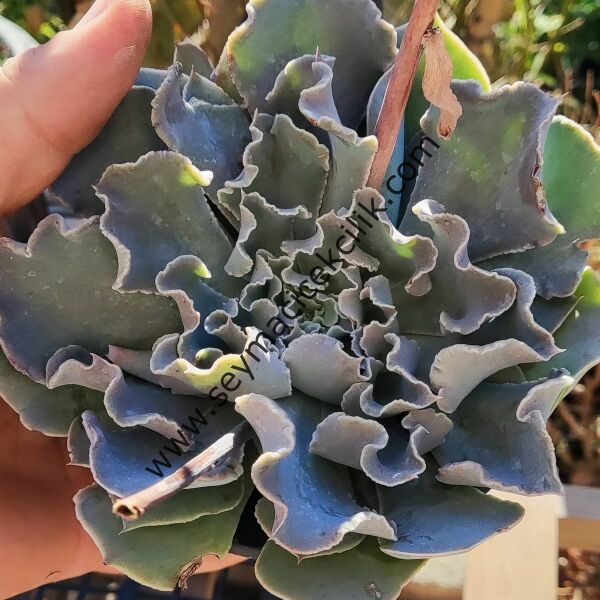 Echeveria Cheyenne 12 cm