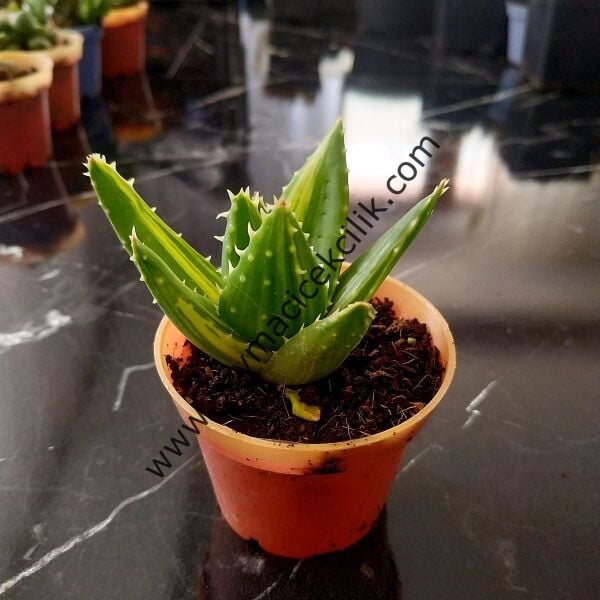Aloe Nobilis Variegata 6,7 cm saksıda