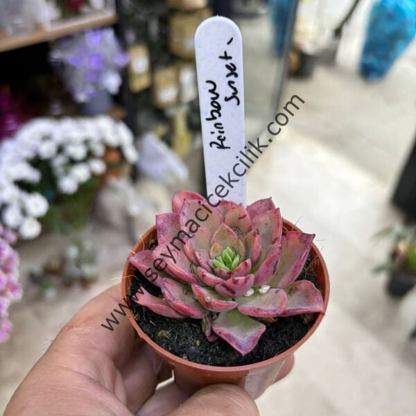 Echeveria Raınbow Sunset 6,7 clik saksı