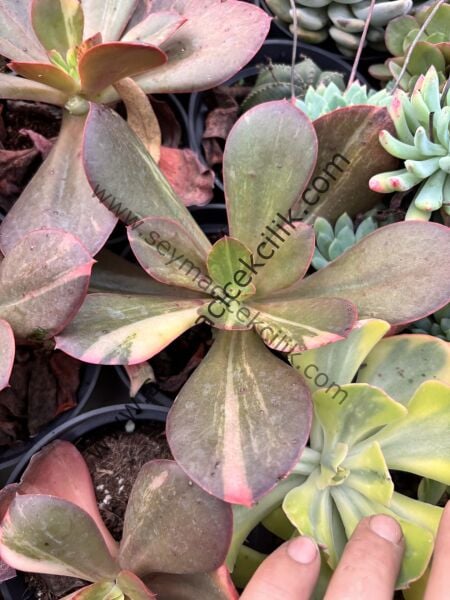 Echeveria Primadonna 12 cm