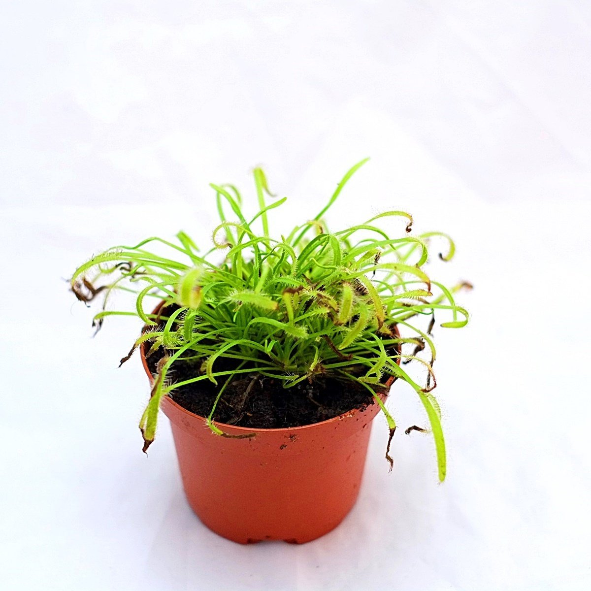 Drosera Capensis Alba
