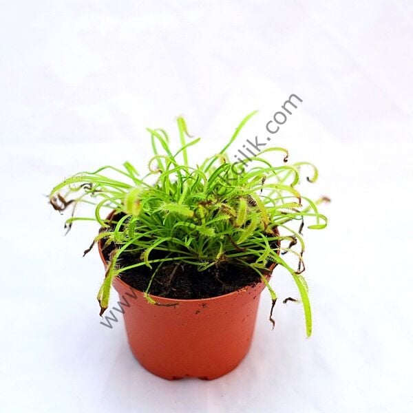 Drosera Capensis Alba