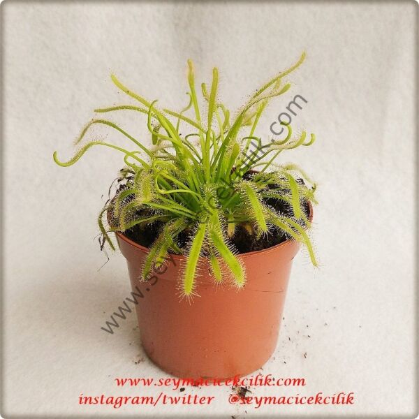 Drosera Capensis Alba