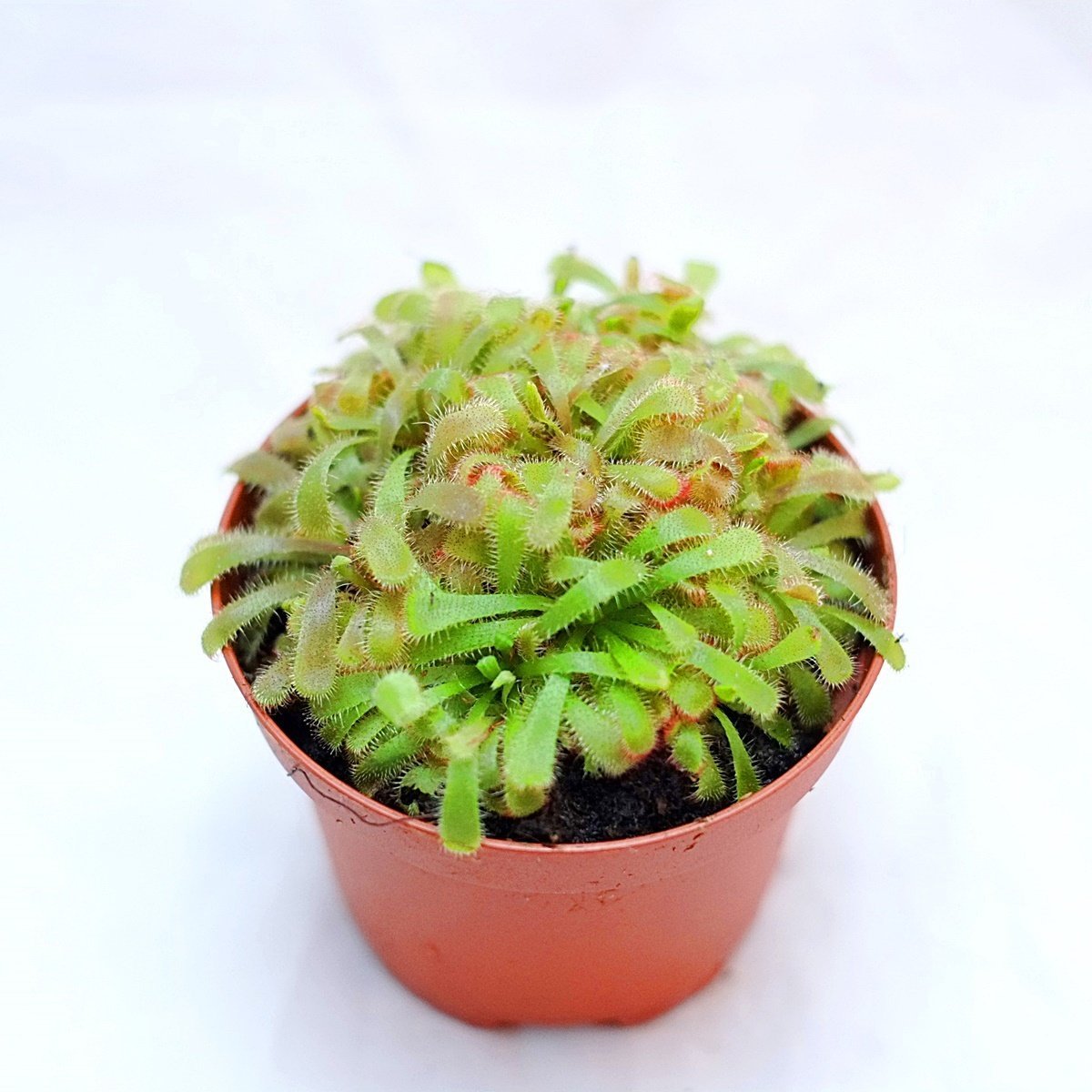 Drosera Aliciae
