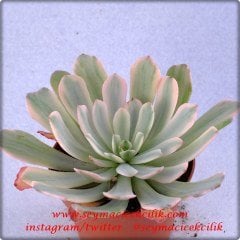 Echeveria Zahnii Var. Variegata
