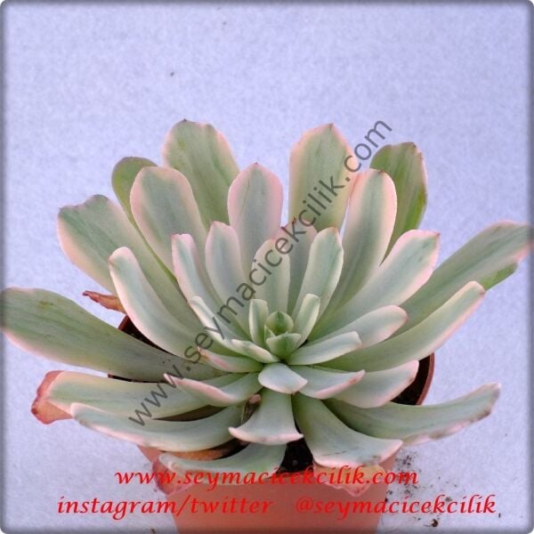 Echeveria Zahnii Var. Variegata