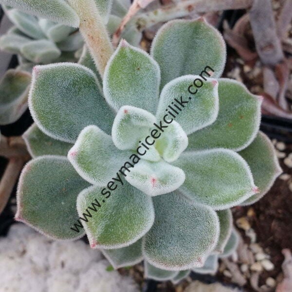 Echeveria pulvinata Frosty