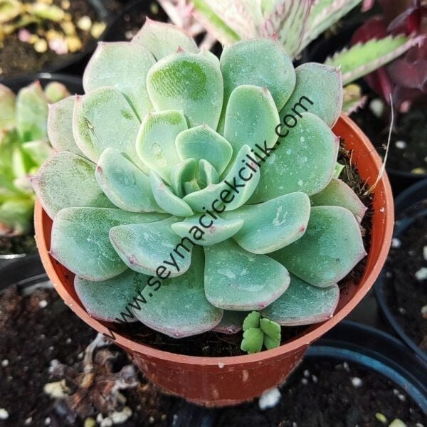 Echeveria Blue Minima 5,5 cm saksıda
