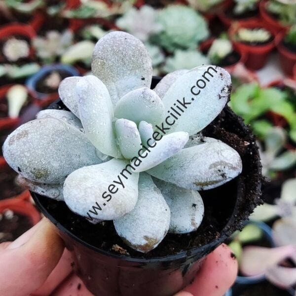 Echeveria Lauii