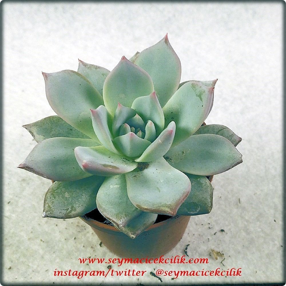 Echeveria Blue Bird