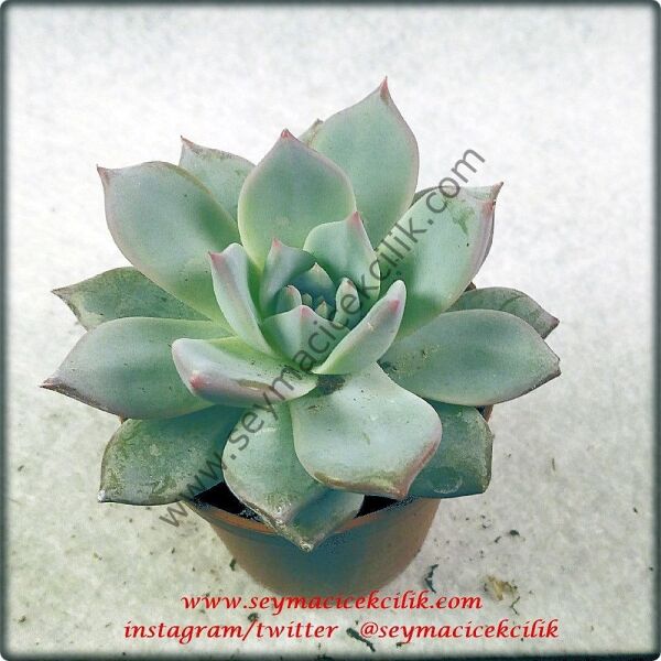 Echeveria Blue Bird
