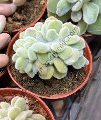 Echeveria Pulvinata Frosty Cristata 6,7 cm lik saksıda