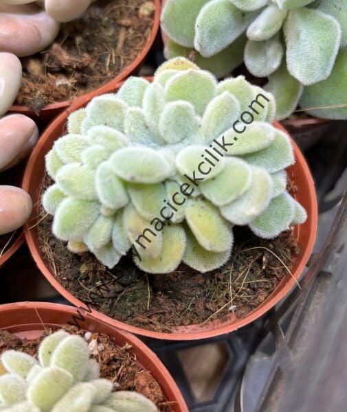 Echeveria Pulvinata Frosty Cristata 6,7 cm lik saksıda