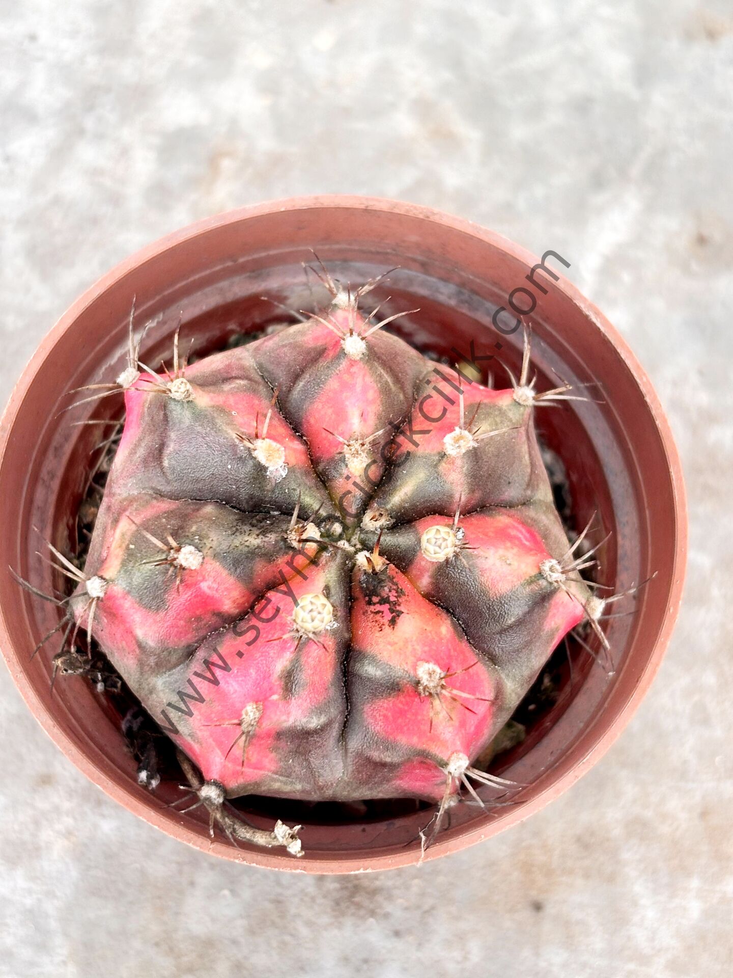 Gymnocalycium Variegata Model 3