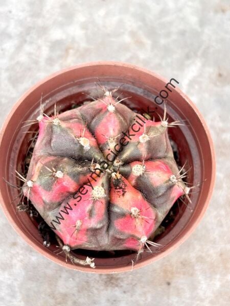 Gymnocalycium Variegata Model 3