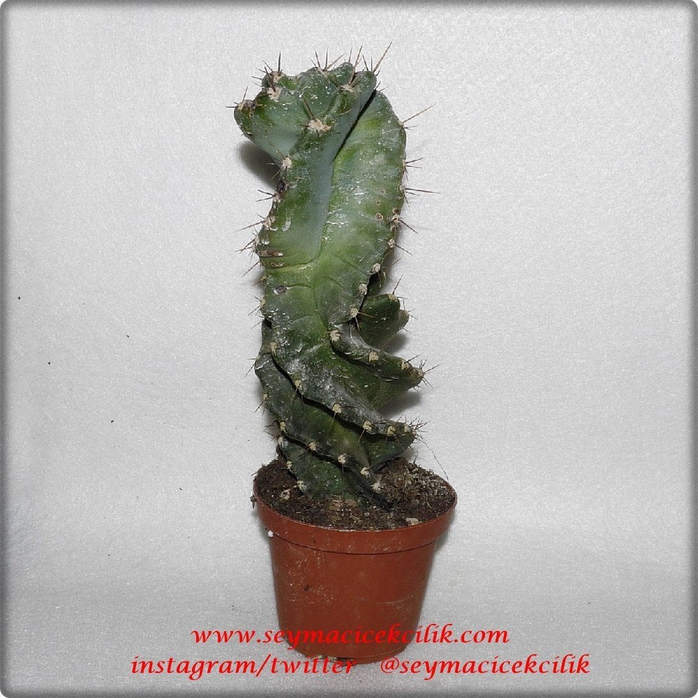 Cereus forbesii var. spiraliforme- Ücretsiz kargo
