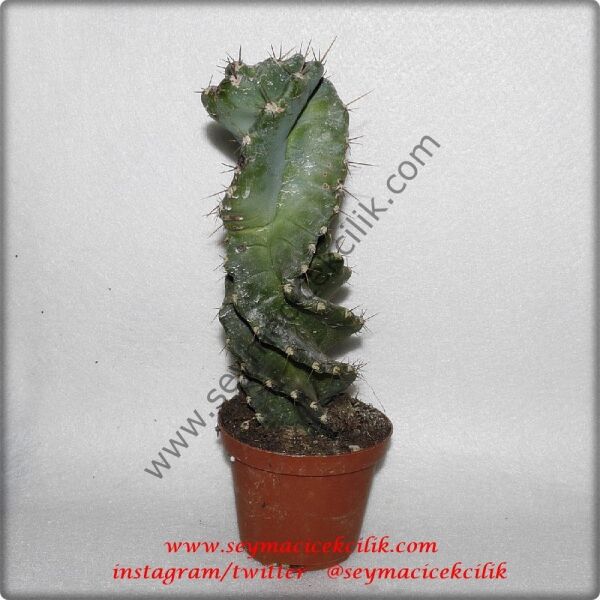 Cereus forbesii var. spiraliforme