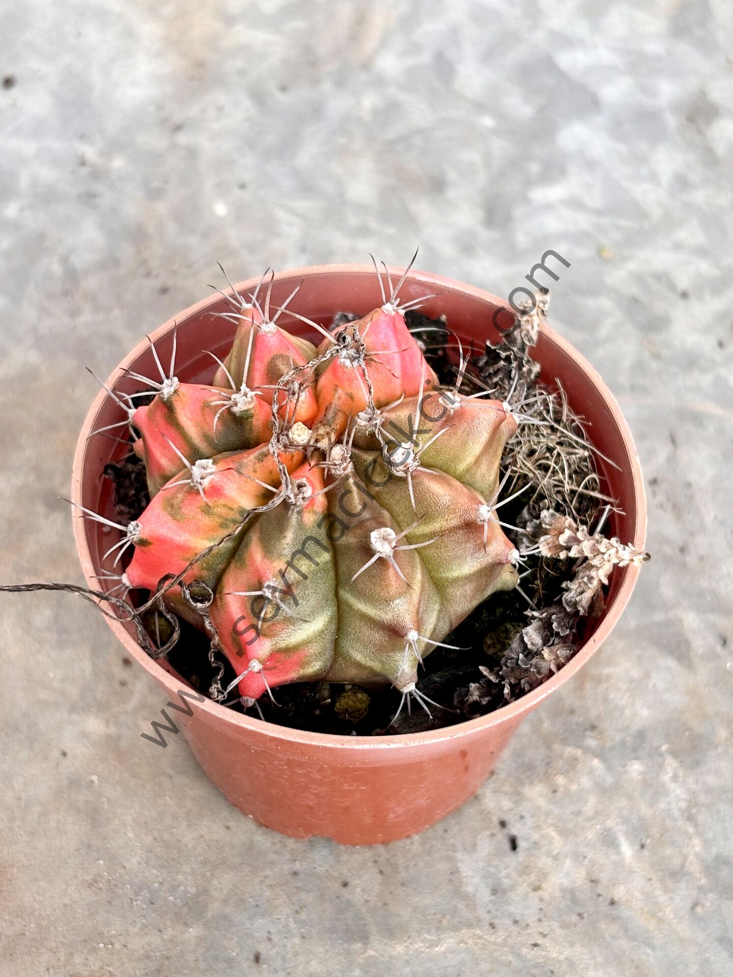 Gymnocalycium Variegata Model 1