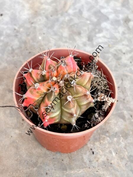 Gymnocalycium Variegata Model 1