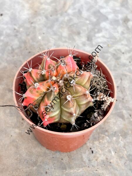 Gymnocalycium Variegata Model 1