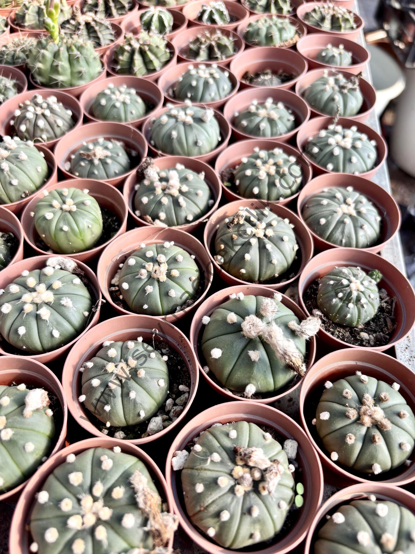 Astrophytum Asterias 5,5 cm lik saksıda