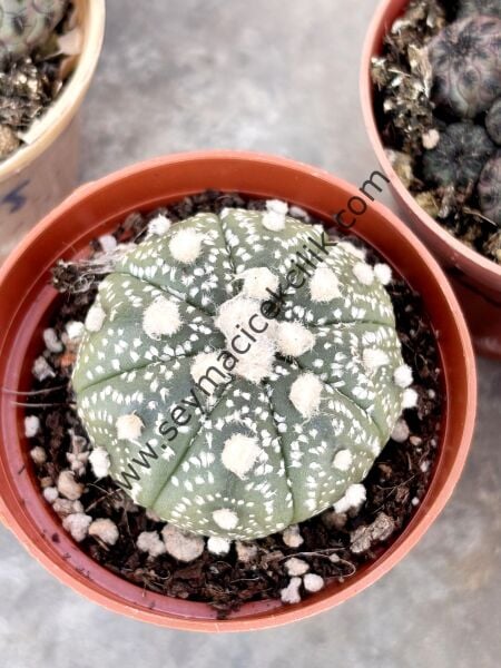 Astrophytum Asterias Model 3