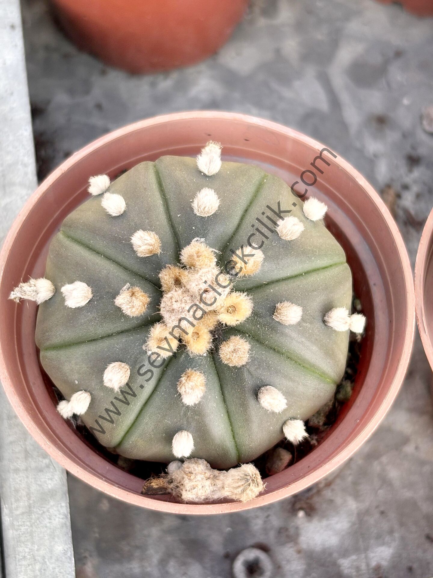 Astrophytum Asterias model2